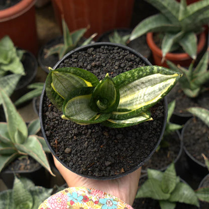 sansevieria hahnii zebra