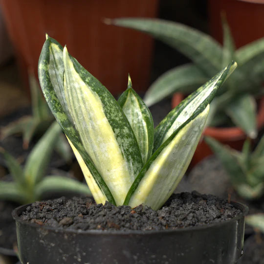 sansevieria hahnii zebra