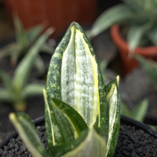 sansevieria hahnii zebra