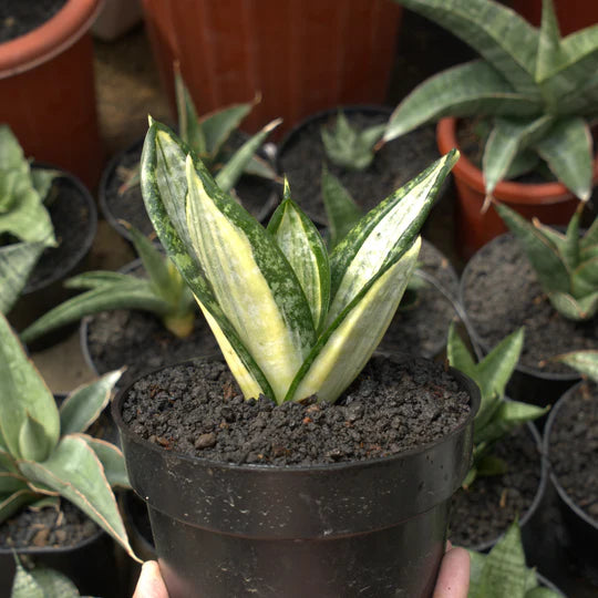 sansevieria hahnii zebra