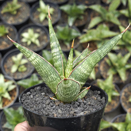 sansevieria jadu