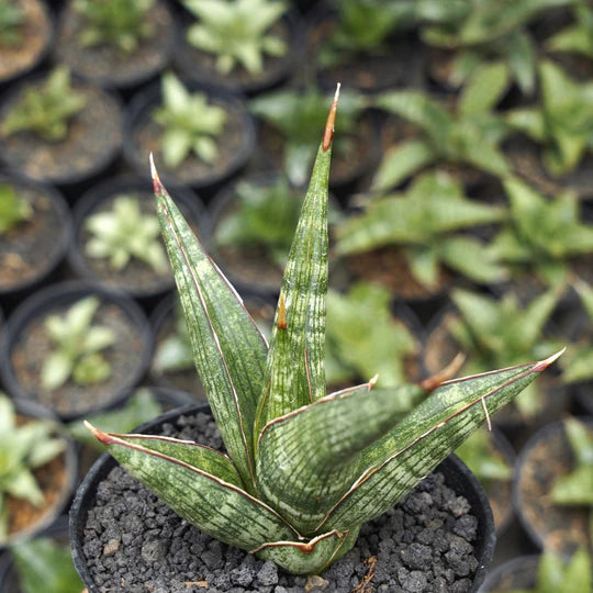 sansevieria jadu