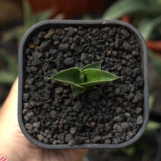 sansevieria ken arok