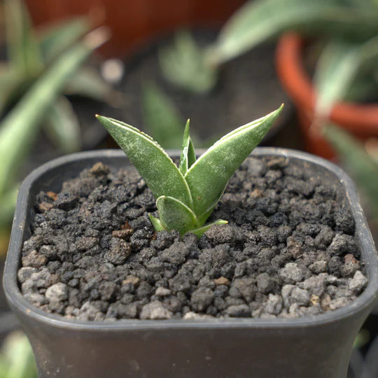 sansevieria ken arok