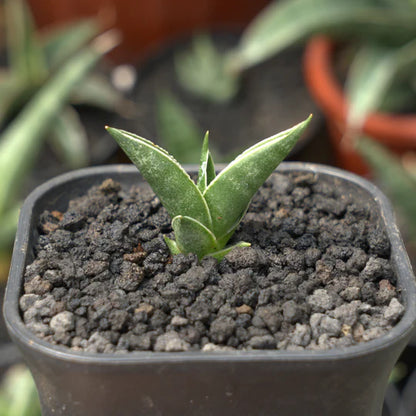 sansevieria ken arok