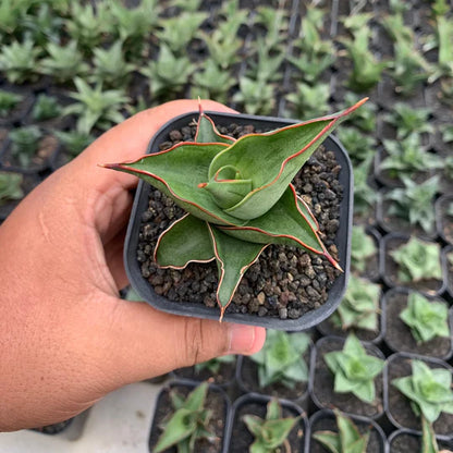 sansevieria kirana