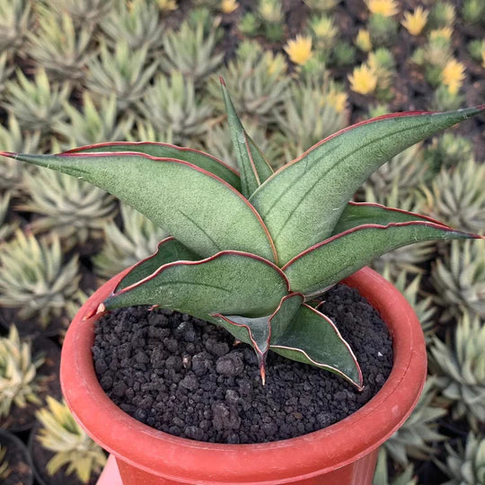 sansevieria kirana