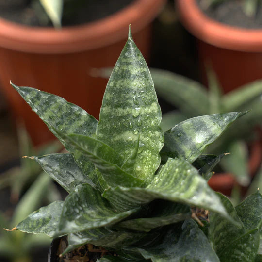 sansevieria kraden