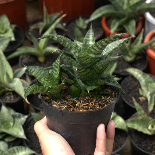 sansevieria kraden