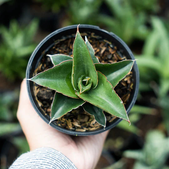 sansevieria kukubima