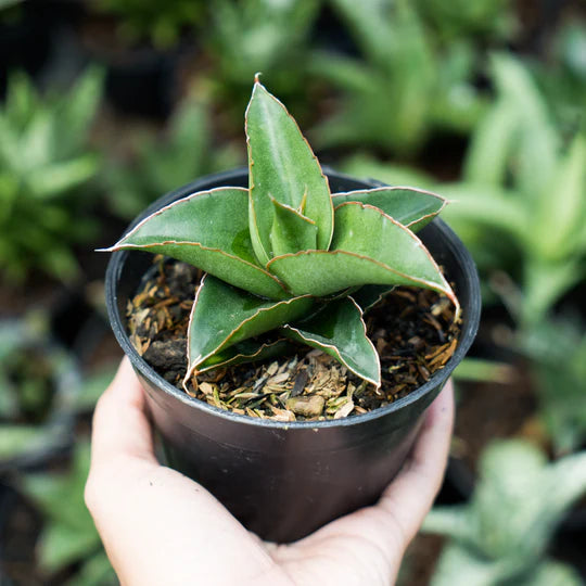 sansevieria kukubima