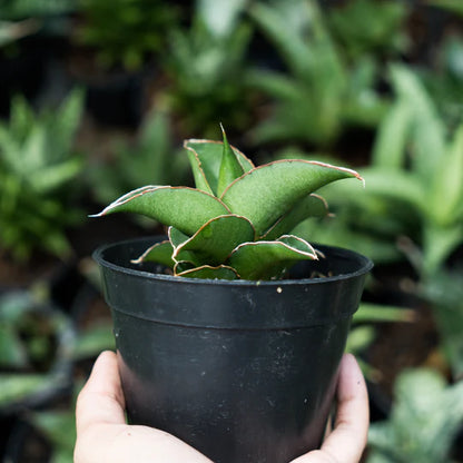 sansevieria kukubima