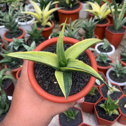 sansevieria luna variegated