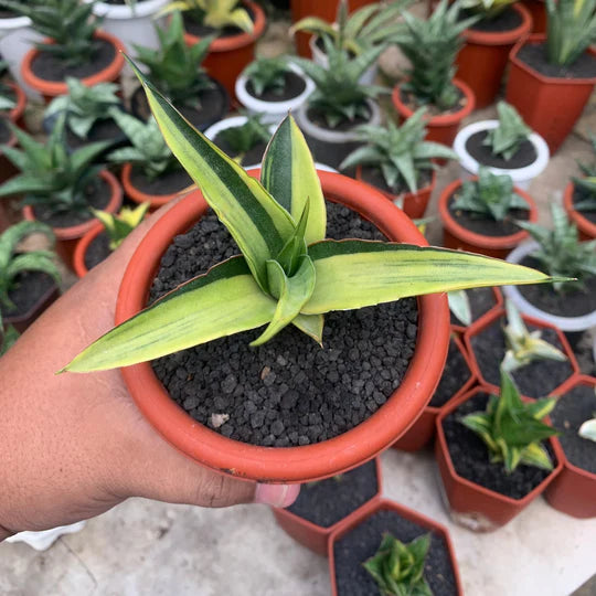 sansevieria luna variegated