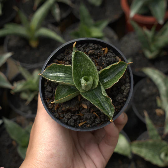 sansevieria macho