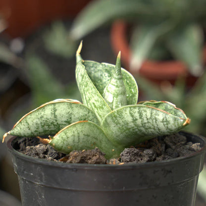 sansevieria macho