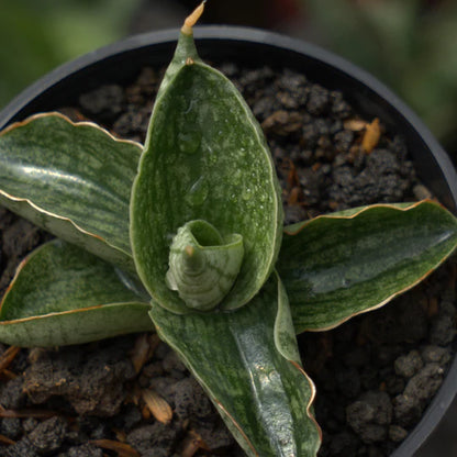 sansevieria macho