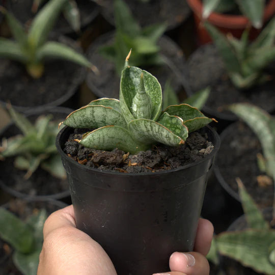 sansevieria macho