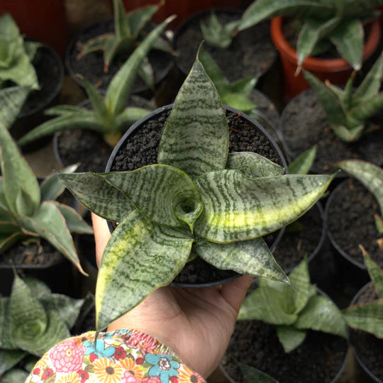 sansevieria marga variegated