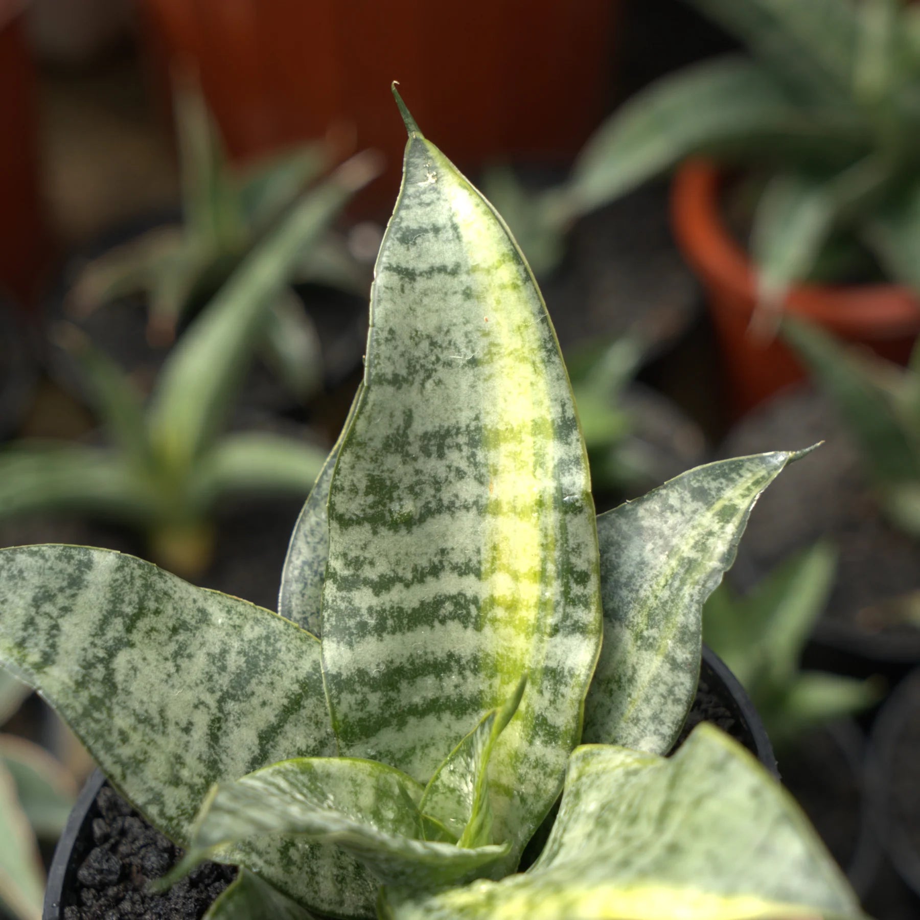 sansevieria marga variegated