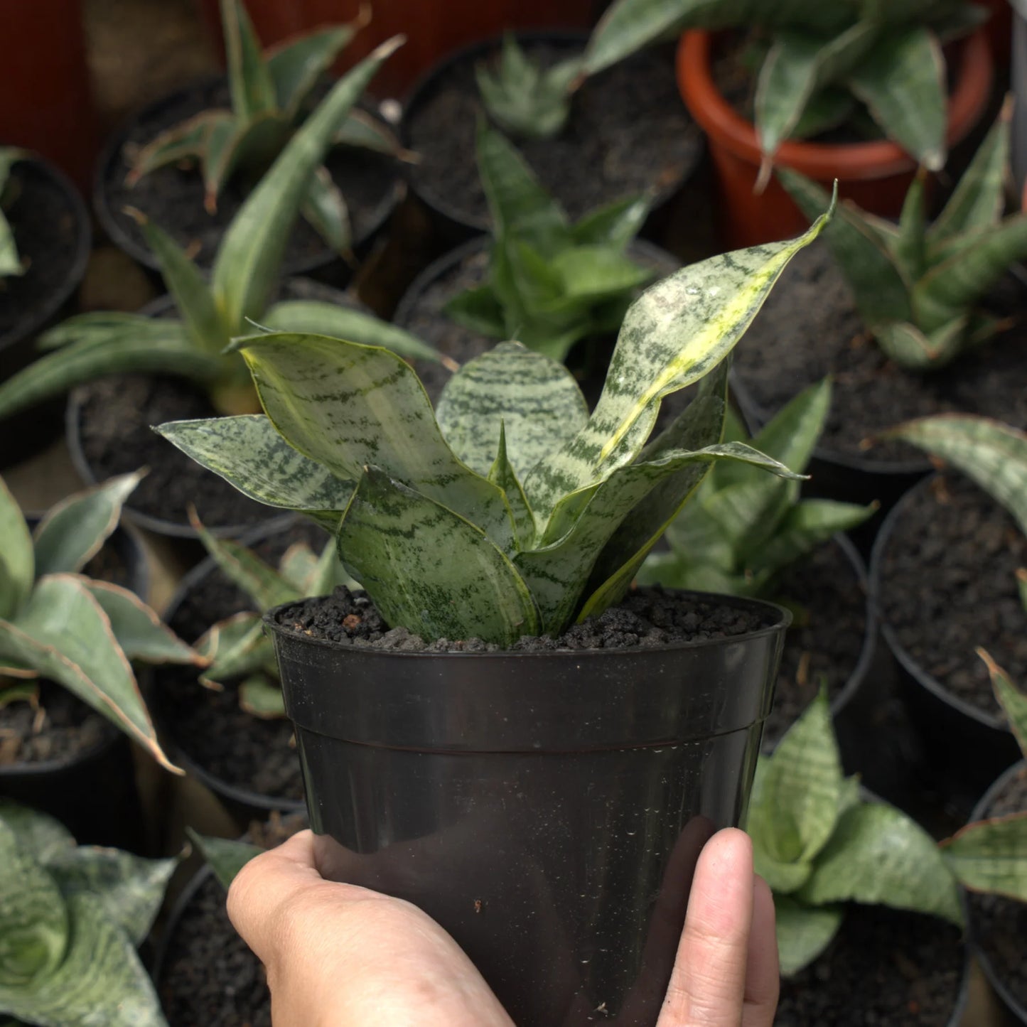 sansevieria marga variegated