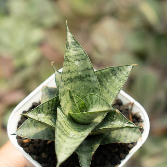 sansevieria marisa