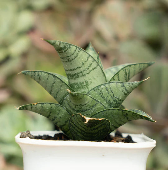 sansevieria marisa