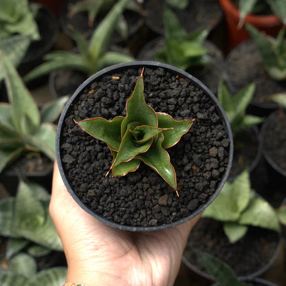 sansevieria marlina