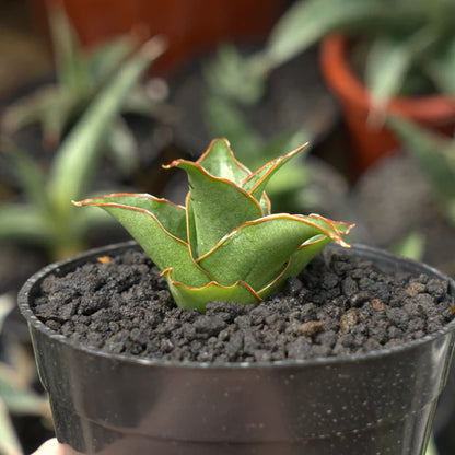 sansevieria marlina