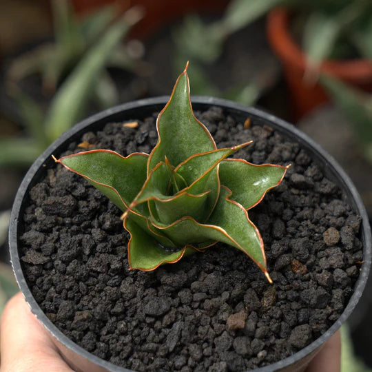 sansevieria marlina