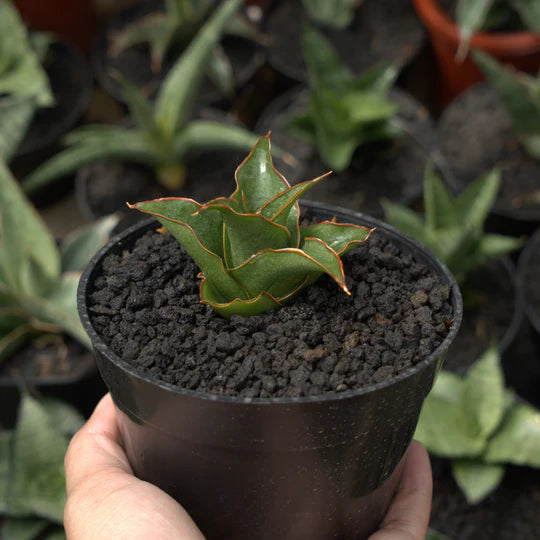 sansevieria marlina