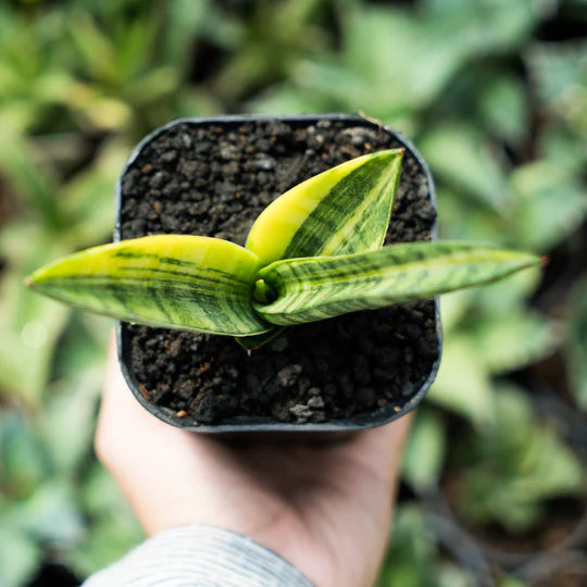 sansevieria marsha anjani variegated