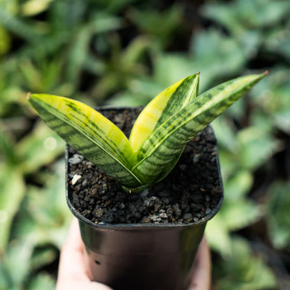 sansevieria marsha anjani variegated