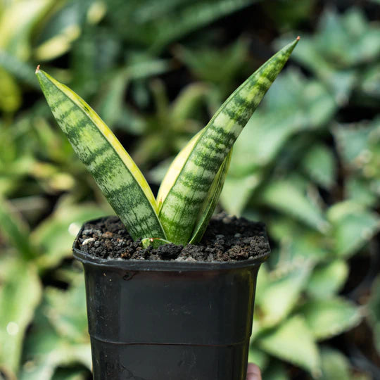 sansevieria marsha anjani variegated