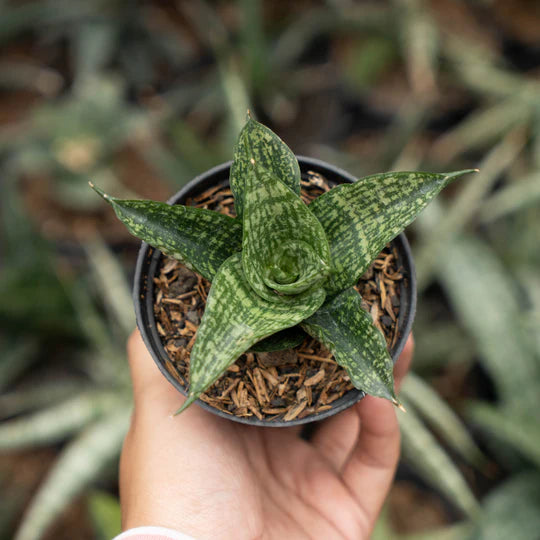 sansevieria mosar