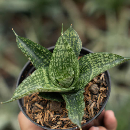 sansevieria mosar