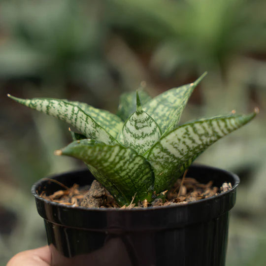 sansevieria mosar