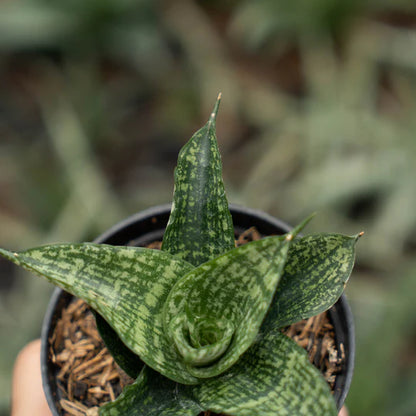 sansevieria mosar