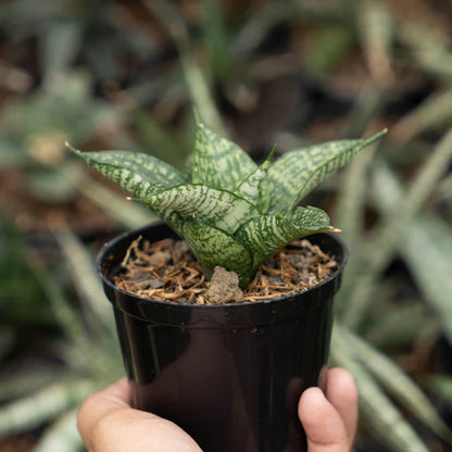 sansevieria mosar