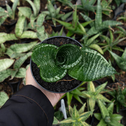 sansevieria pagoda mutan