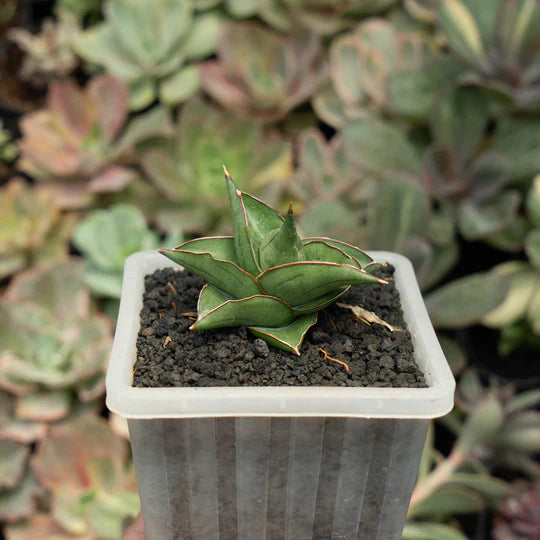 sansevieria pasundan