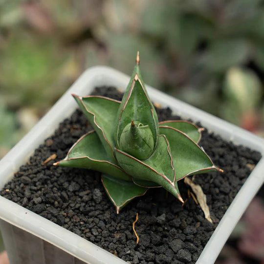 sansevieria pasundan