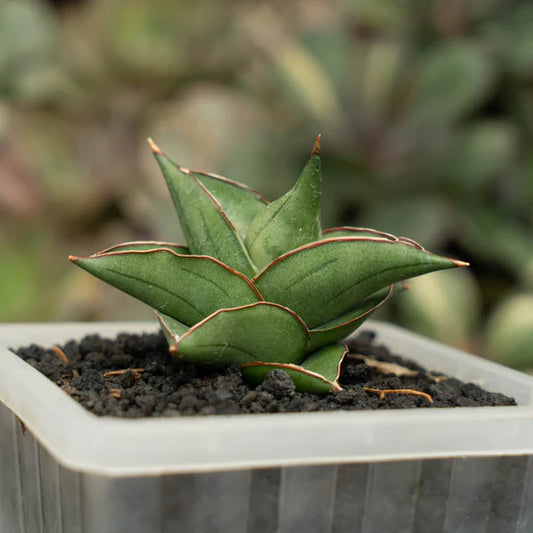 sansevieria pasundan