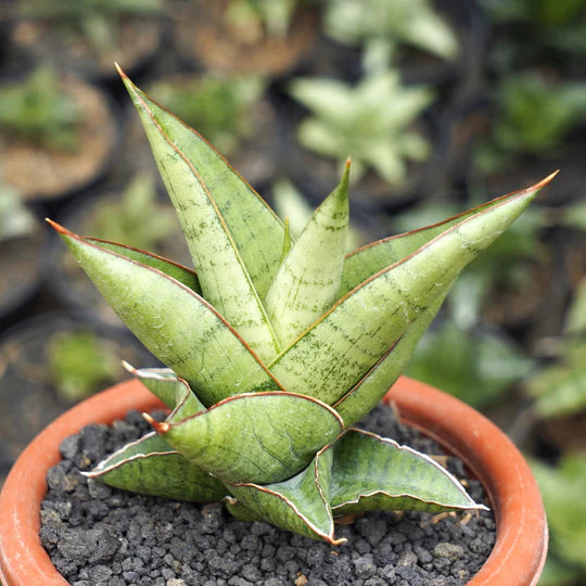 sansevieria personi basebal