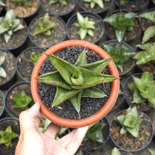 sansevieria personi basebal