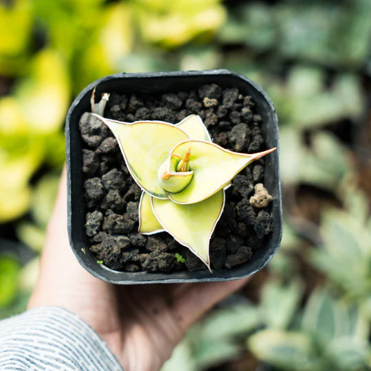 sansevieria pinguicula aurea