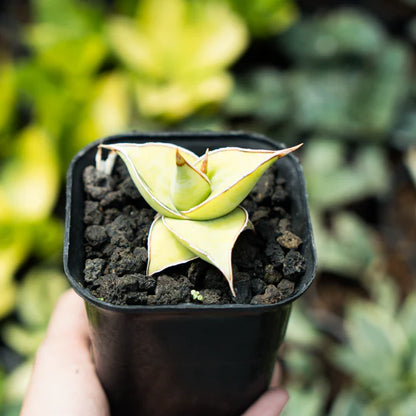 sansevieria pinguicula aurea