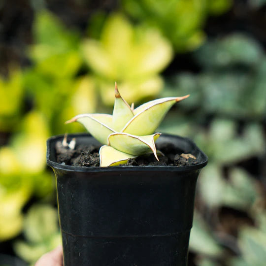 sansevieria pinguicula aurea