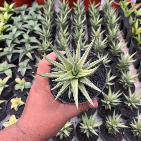 sansevieria pracncisi variegated white