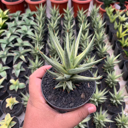 sansevieria pracncisi variegated white